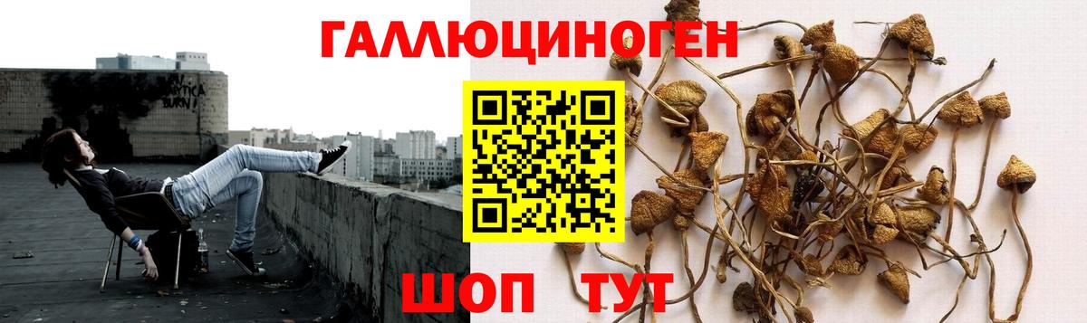 Псилоцибиновые грибы прущие грибы  Галлюциногенные грибы GOLDEN TEACHER  Вход с VPN  Лабинск 